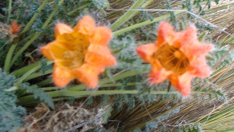 Illampu Trek Steves (165).JPG